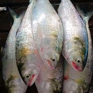 ৬ পিস ইলিশ ৬ কেজি ৩২০০ টাকা