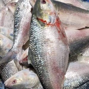 5 পিস 5 কেজি 2500 টাকা