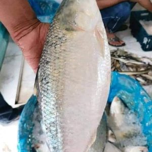 5 পিস 10 কেজি 4000 টাকা